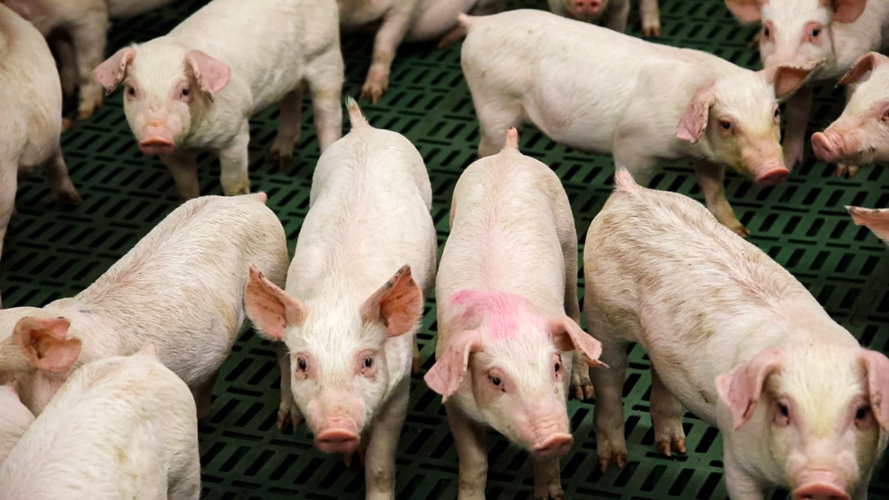 Scottish govt provides £2m in support for independent pig producers