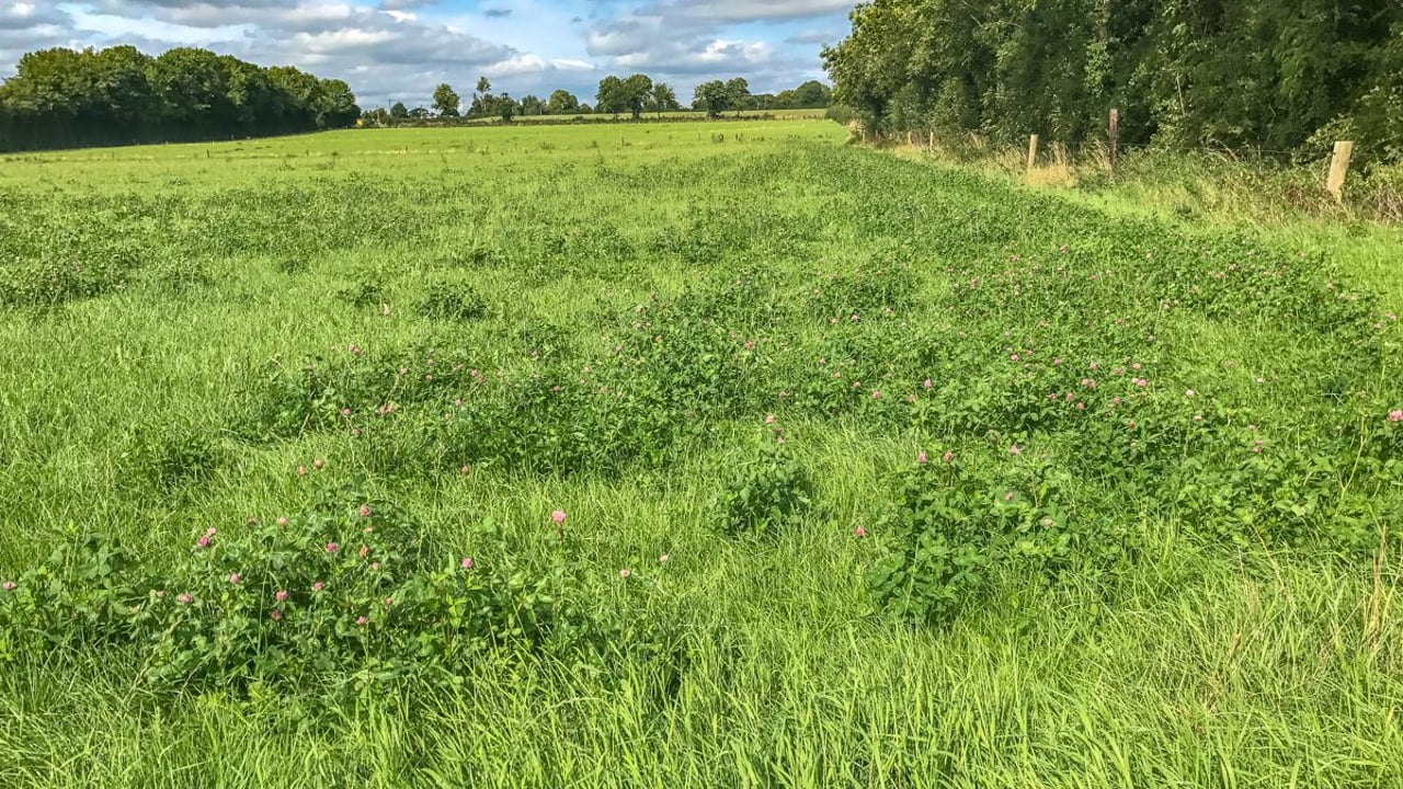 AgriSearch invests £300,000 in research on N-efficient silage