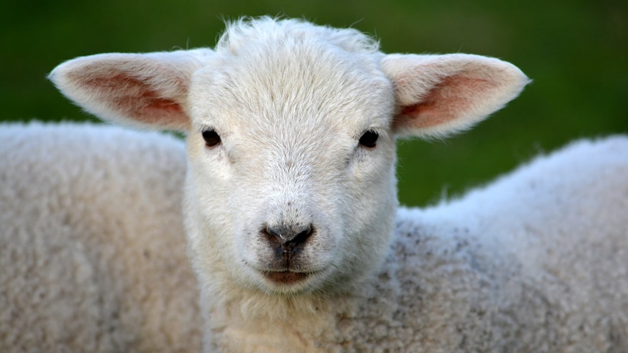 Dorset rural team recovers ‘sheepnapped’ lamb and makes arrest