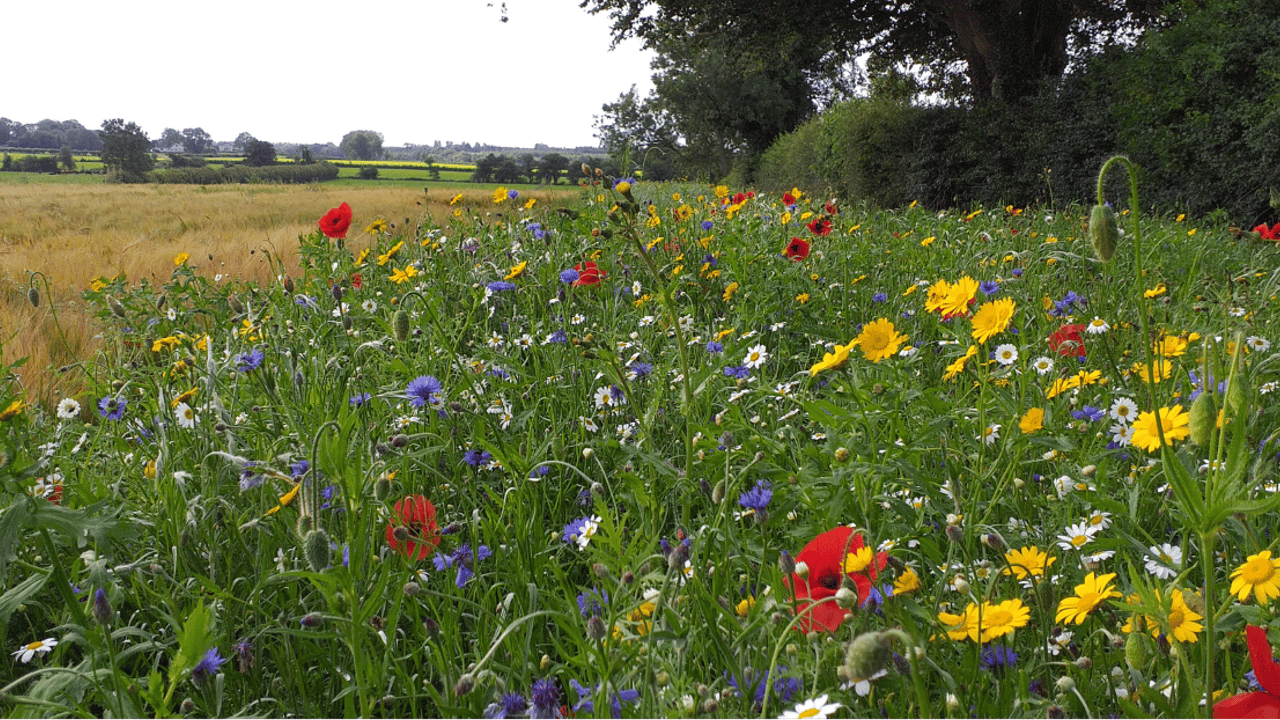 Defra drops invite-only rule for CSHT to allow direct applications