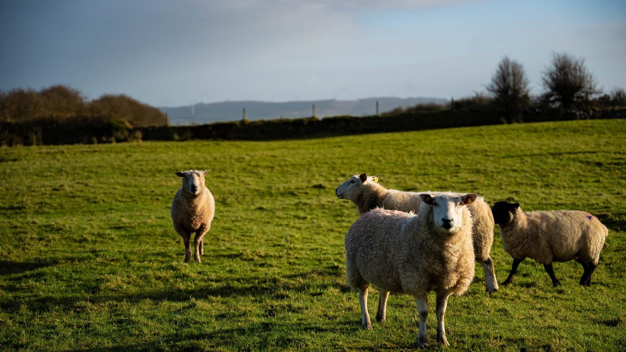 DAERA: Avoid ‘showering’ sheep during sheep scab treatment