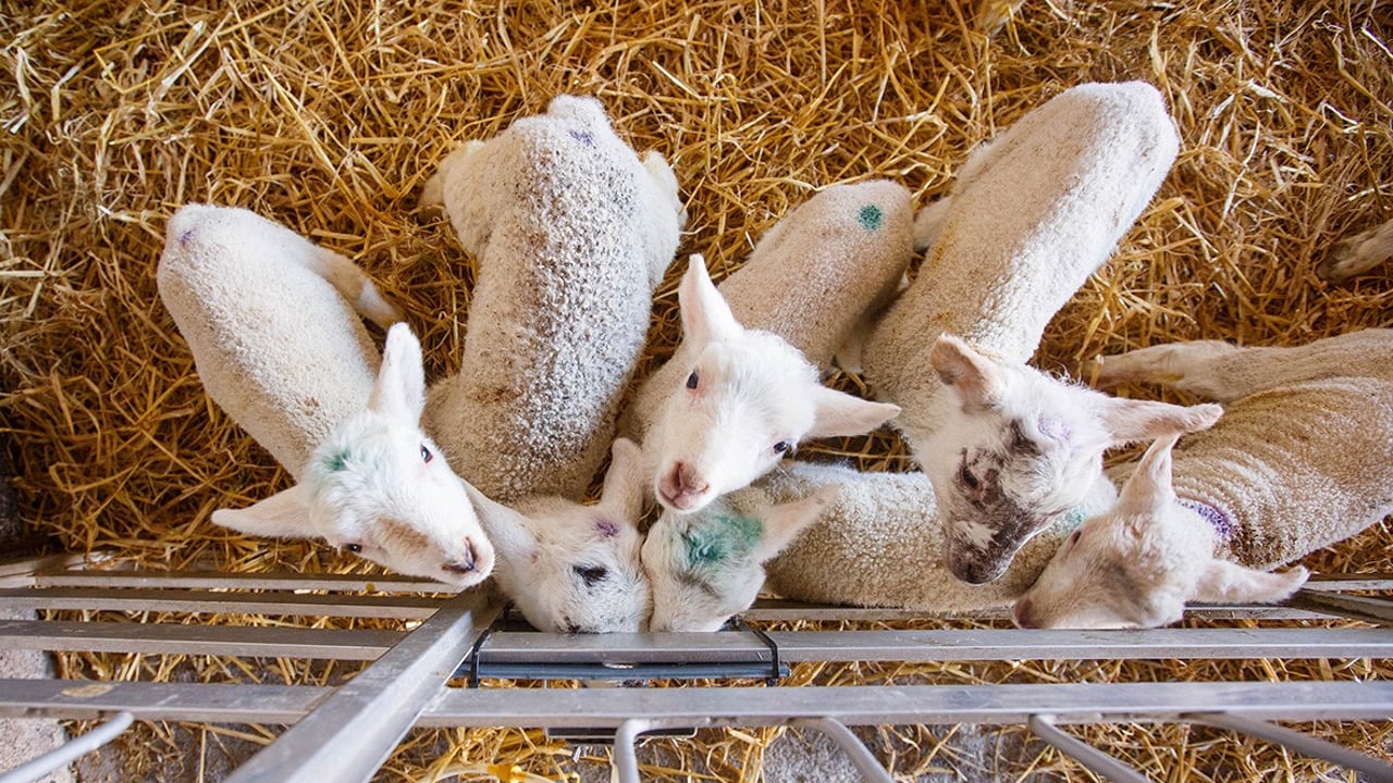 Volac to host free lambing webinar with vet and advisors