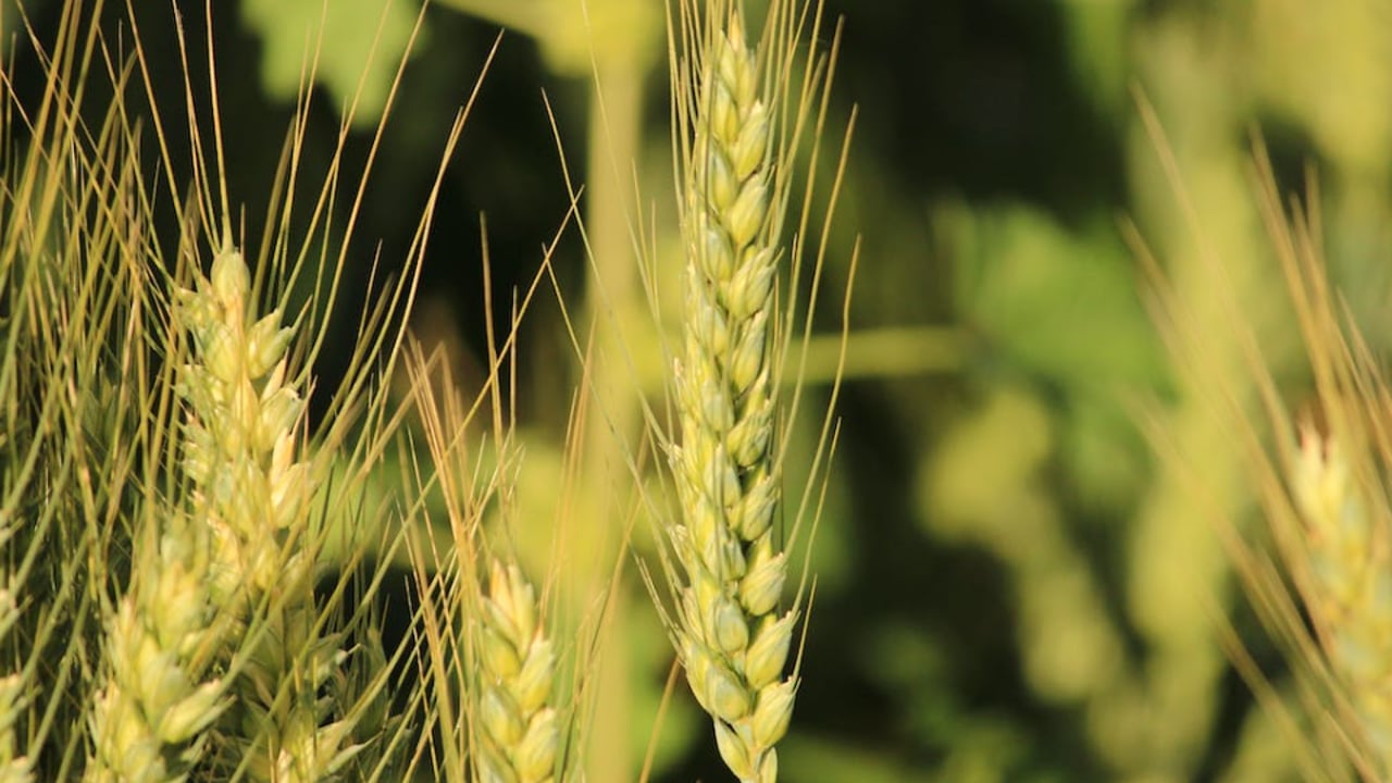 Rothamsted welcomes enactment of gene-editing legislation