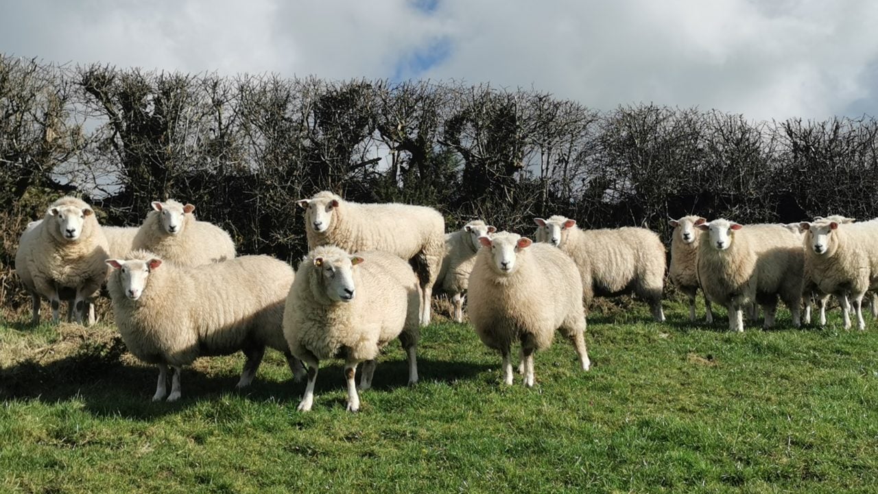 Mole Valley Farmers, AHDB and Elanco to collaborate on sheep post-mortem event