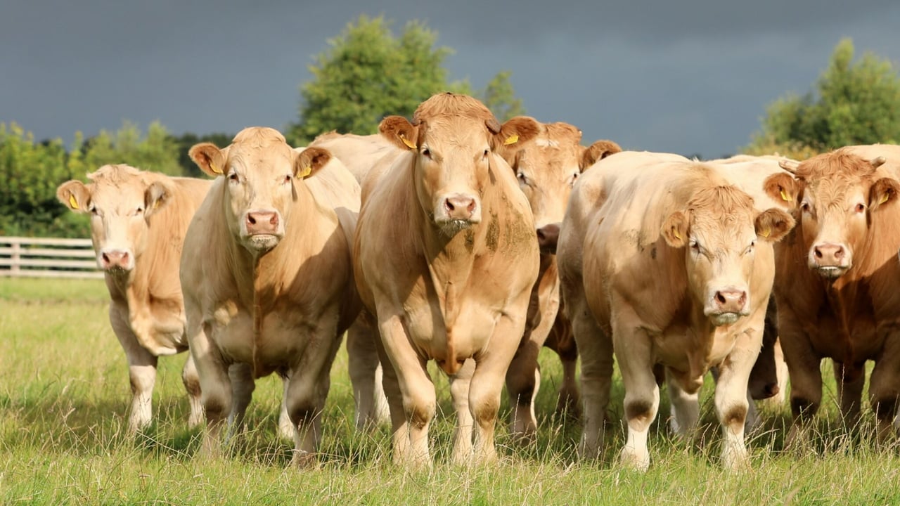 Northern Ireland brucellosis compensation rates released