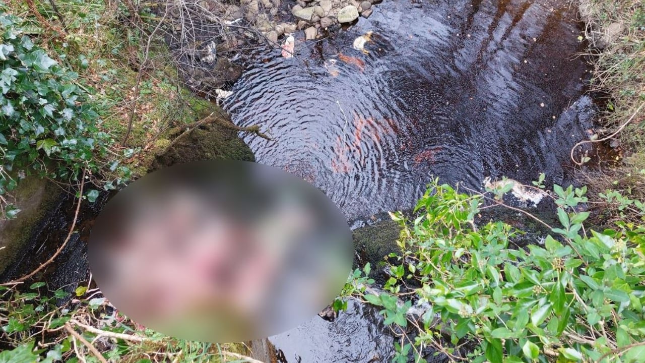Graphic: Animal carcasses dumped at two locations in NI