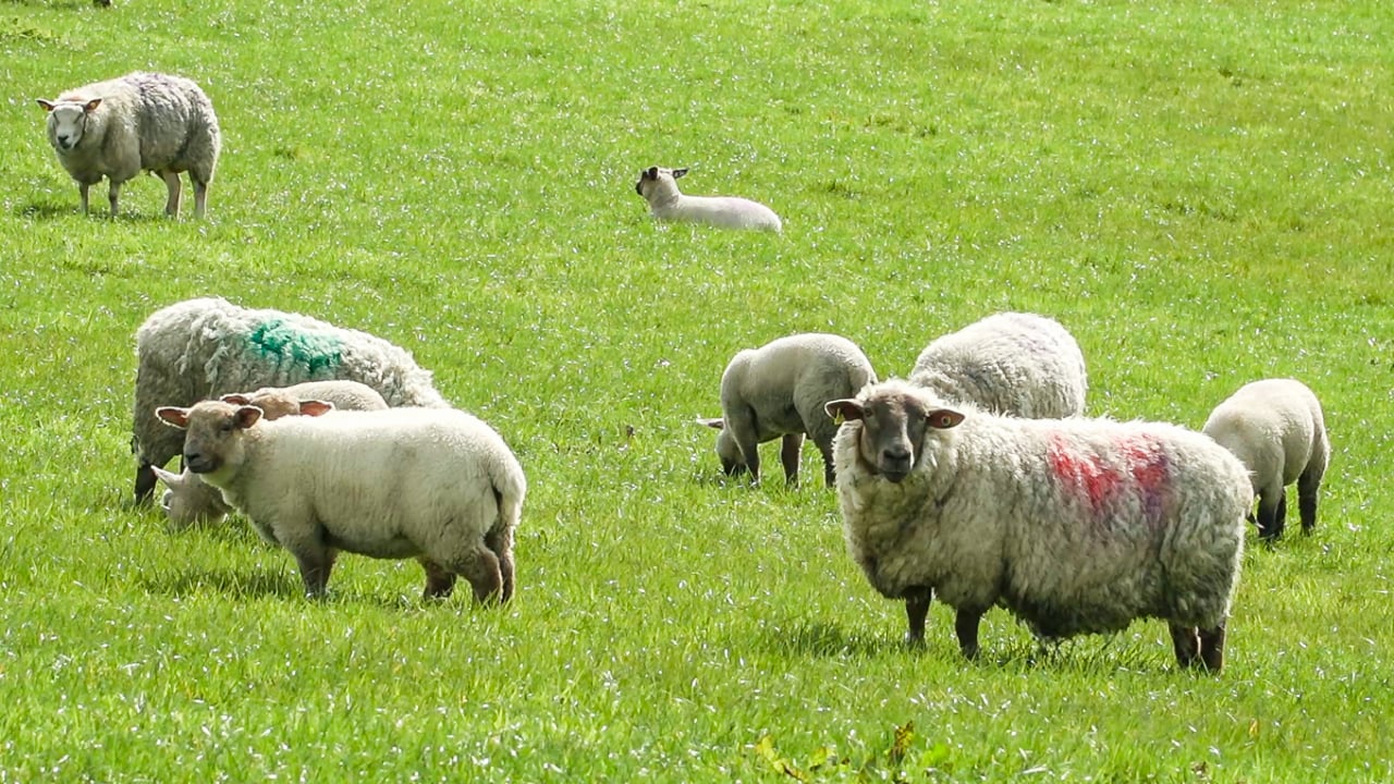 Derby: Woman charged after 2 dogs kill 15 sheep and injure 13