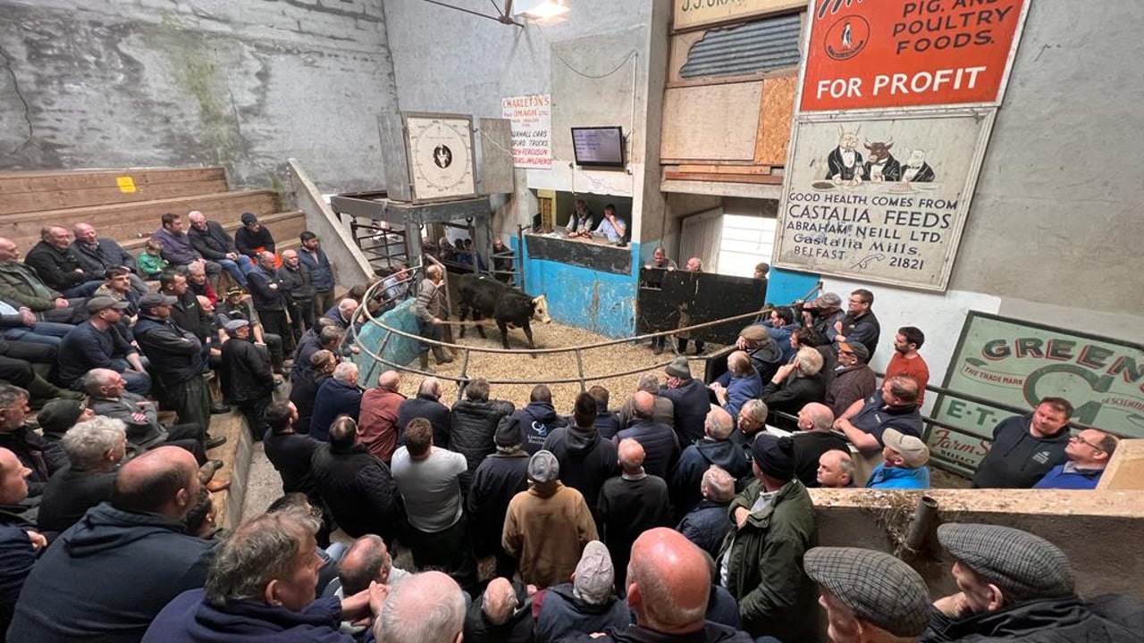 First sale under new ownership at Fivemiletown Mart