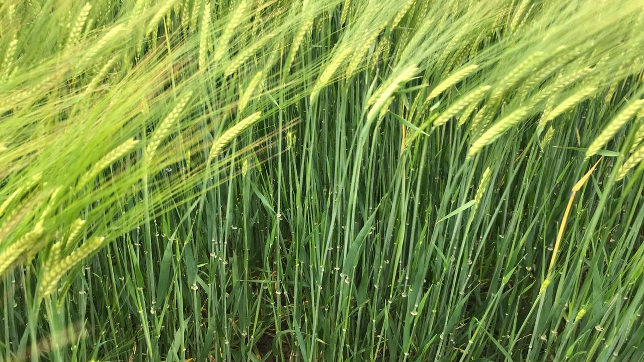 Genomics drives development of new barley breeding programme