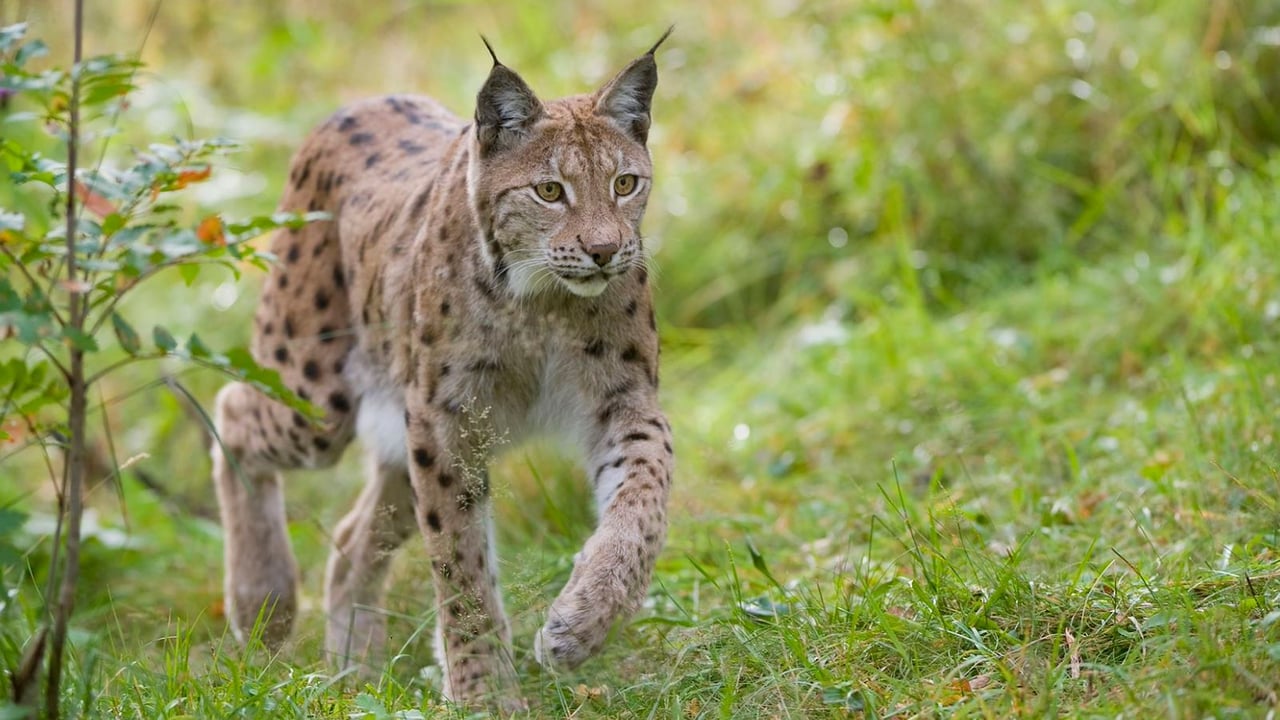 ‘Farming and lynx can co-exist’ – Missing Lynx Project