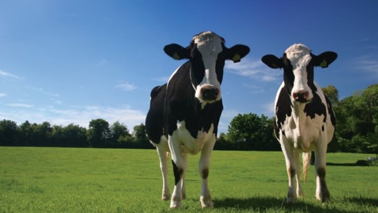 RABDF names Dairy Woman of the Year Award finalists