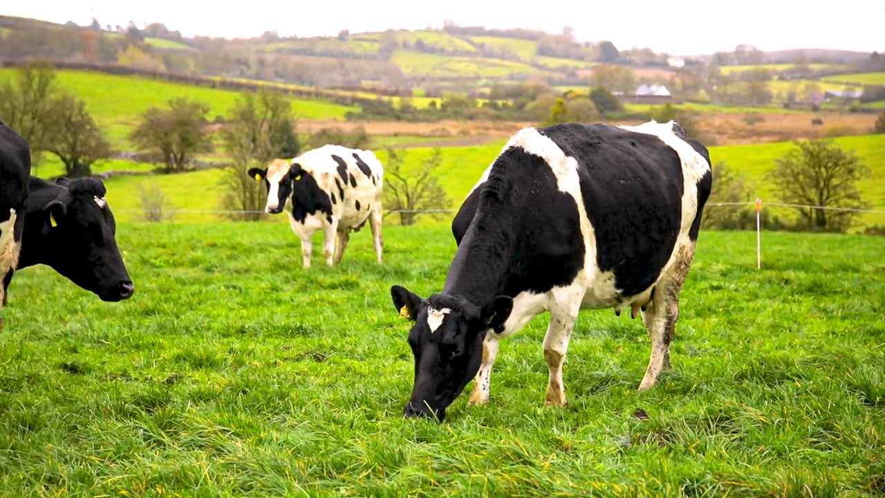 £4.7m invested in new Cattle Information Service laboratory