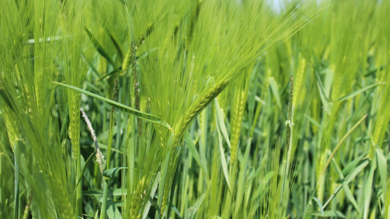 CAFRE: Wet spring weather causes crop protection challenge