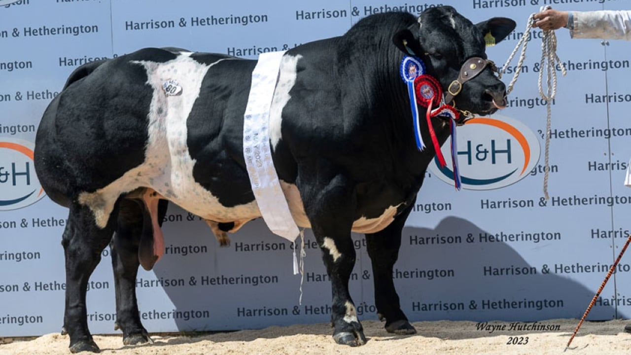 Carlisle sale sees new breed record of 32,000gns