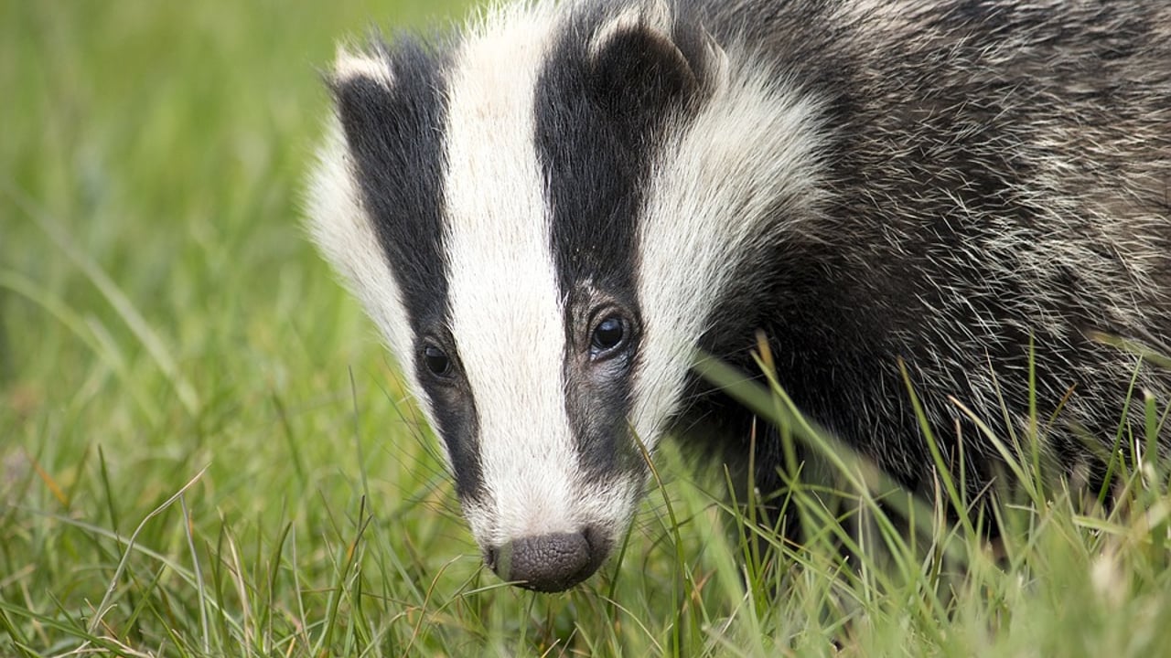 Yorkshire: 5 men arrested following dog attacks on badgers
