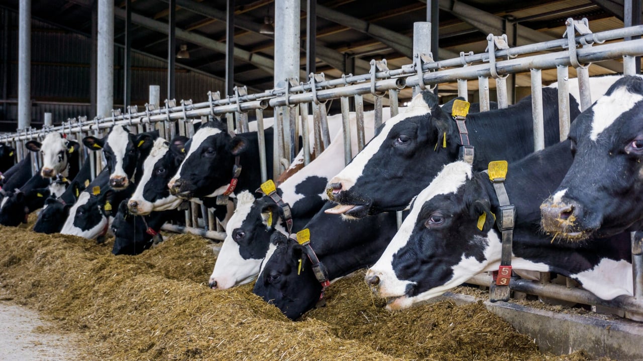 Organic dairy farmers alerted of short winter forage supply