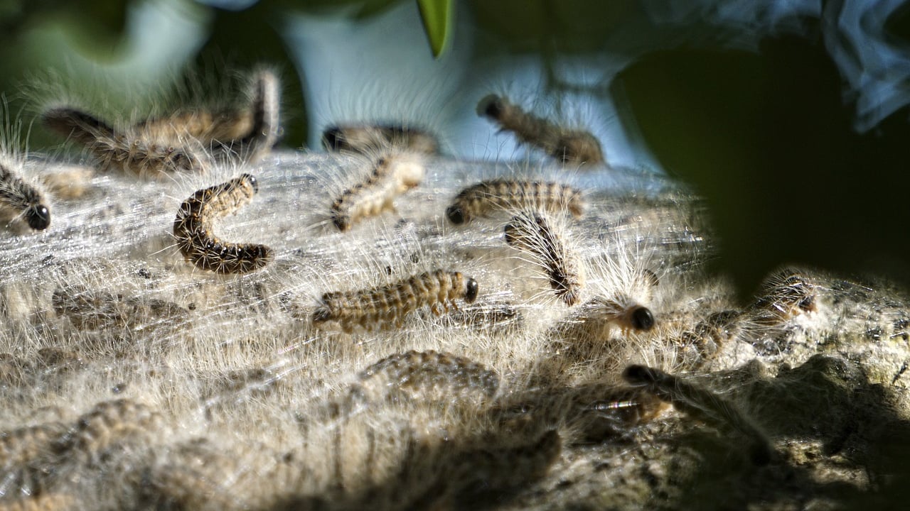 Public urged to vigilant for oak processionary moth sightings