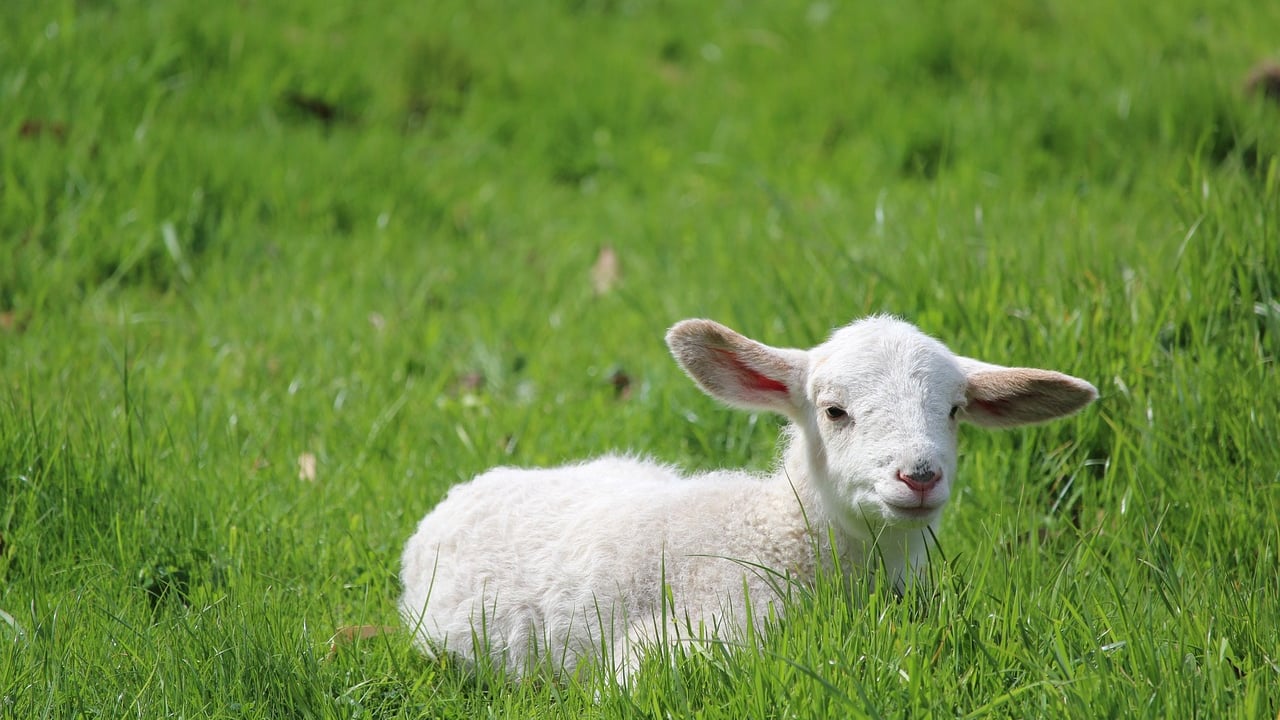 NFU Cymru to provide food and farming school lessons in Welsh