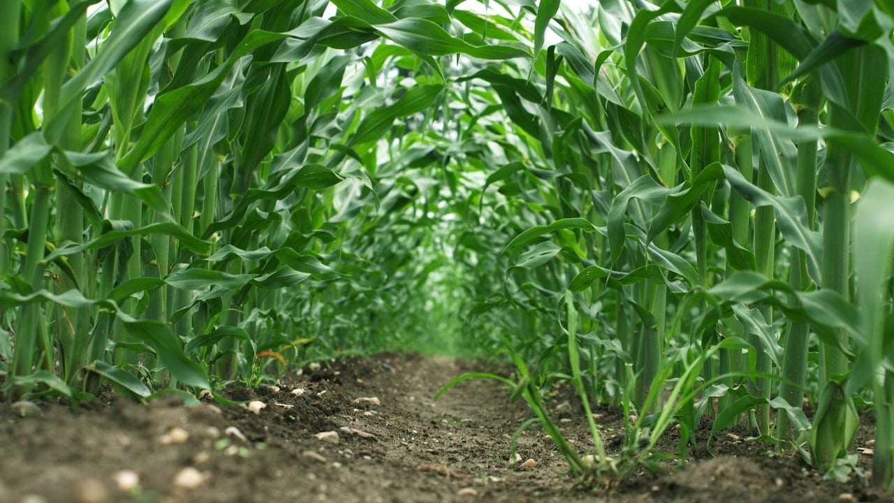 Big maize yields must be protected to reach full potential