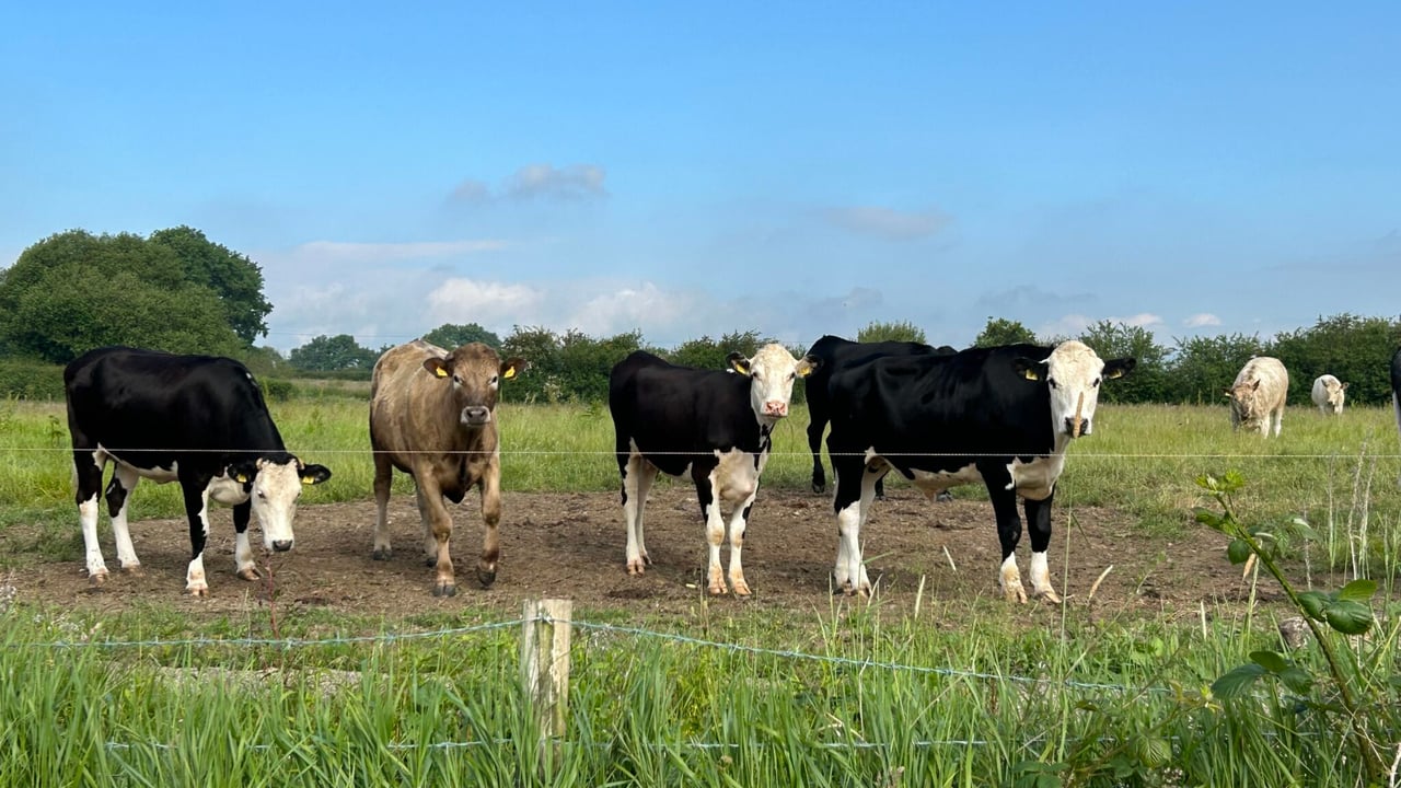 NI cattle herd increased by 0.3% since 2021 – DAERA