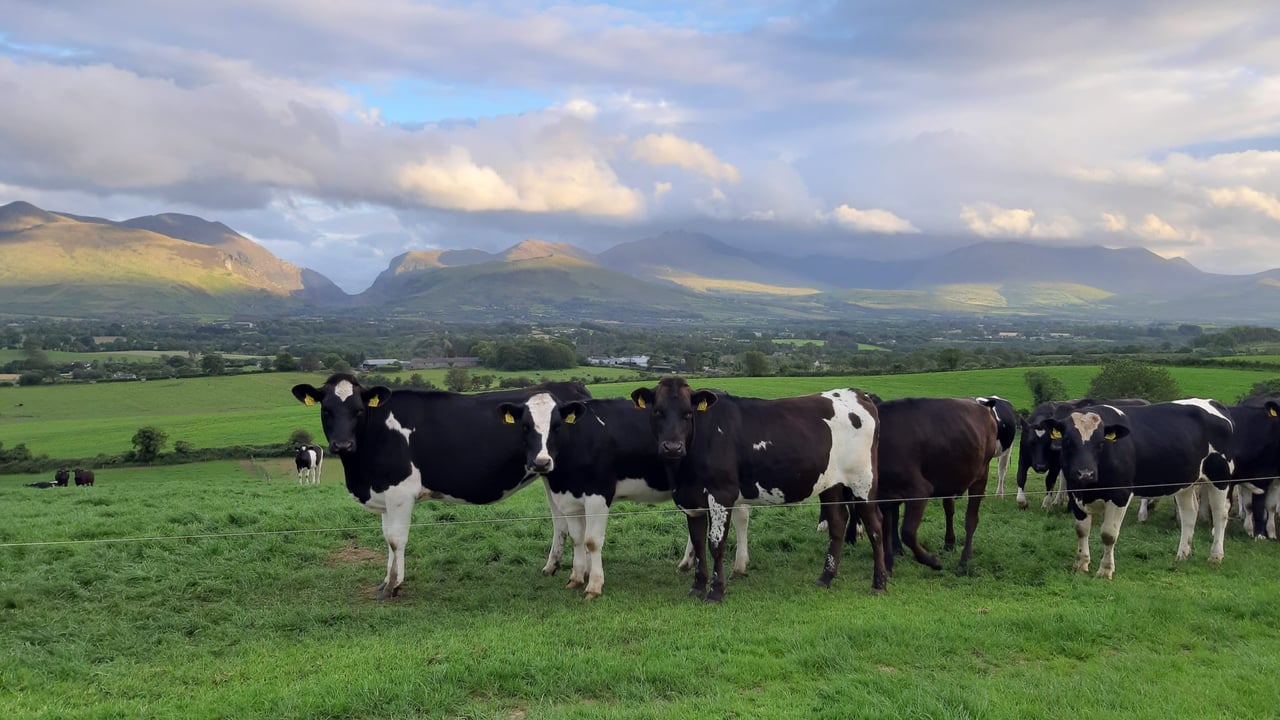 Over £125k between top-performing dairy farms and bottom 50%