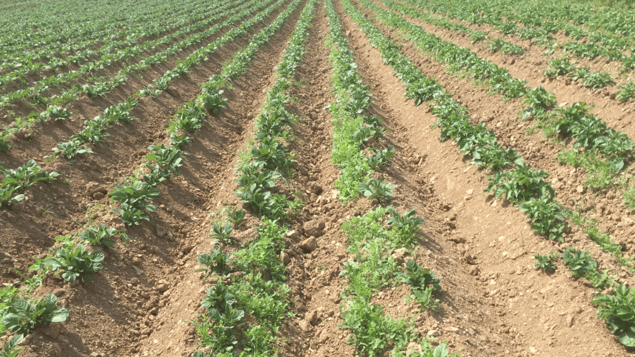 Technology to identify tuber size could be rolled out in Ireland