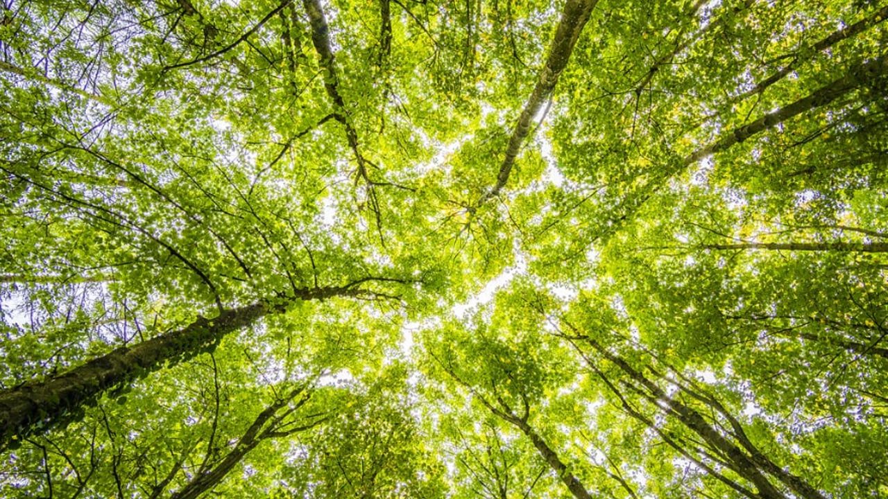 Reopening of NI forest grant schemes