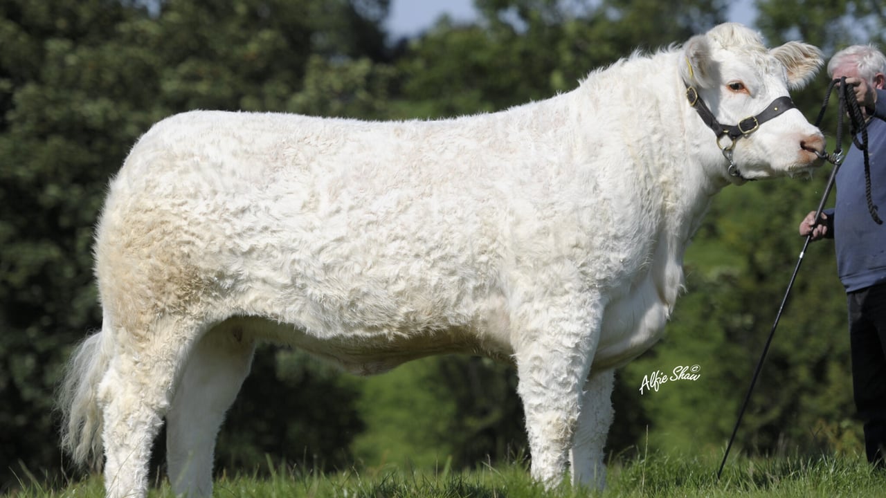 Dispersal sale announced for well-known NI Charolais herd