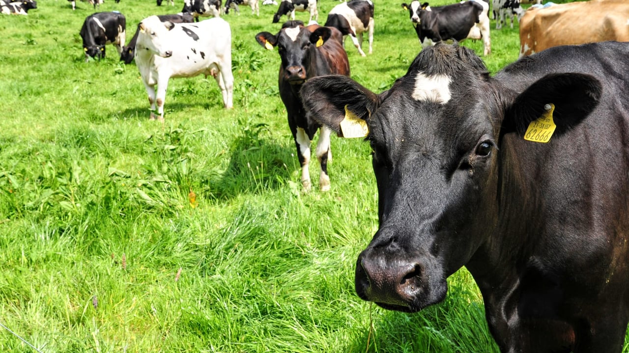 New dairy contract legislation is a ‘positive move forward’ – NFUS