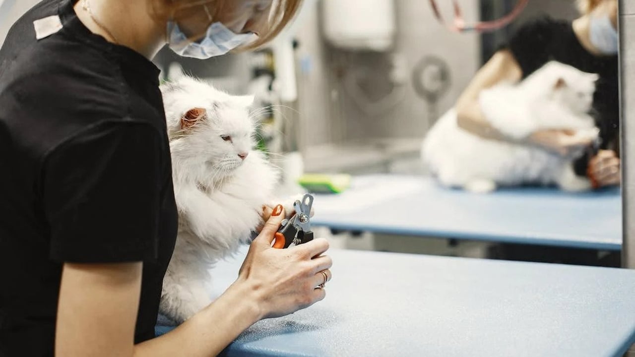 BVA launches menopause hub to help keep vets in profession