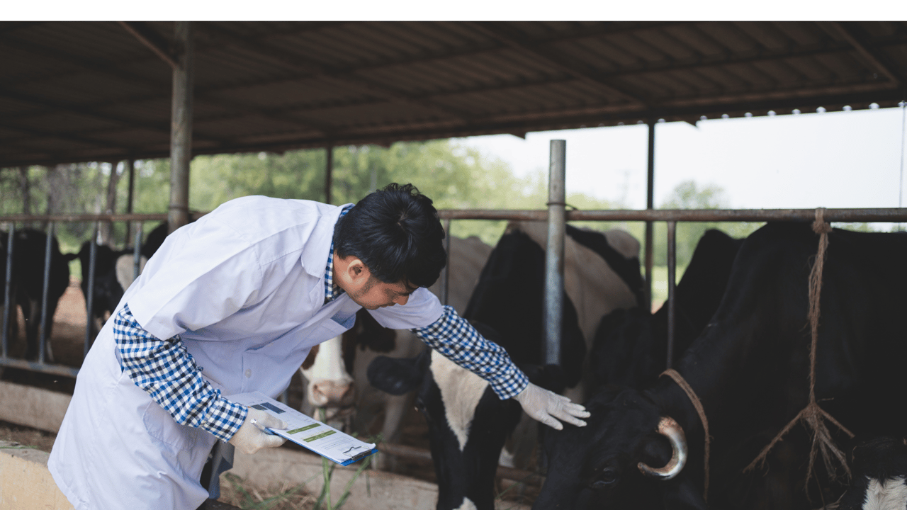 Vet declarations needed for UK meat exports to EU