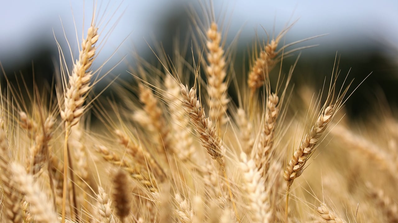 Belfast company developing tech to detect food fraud