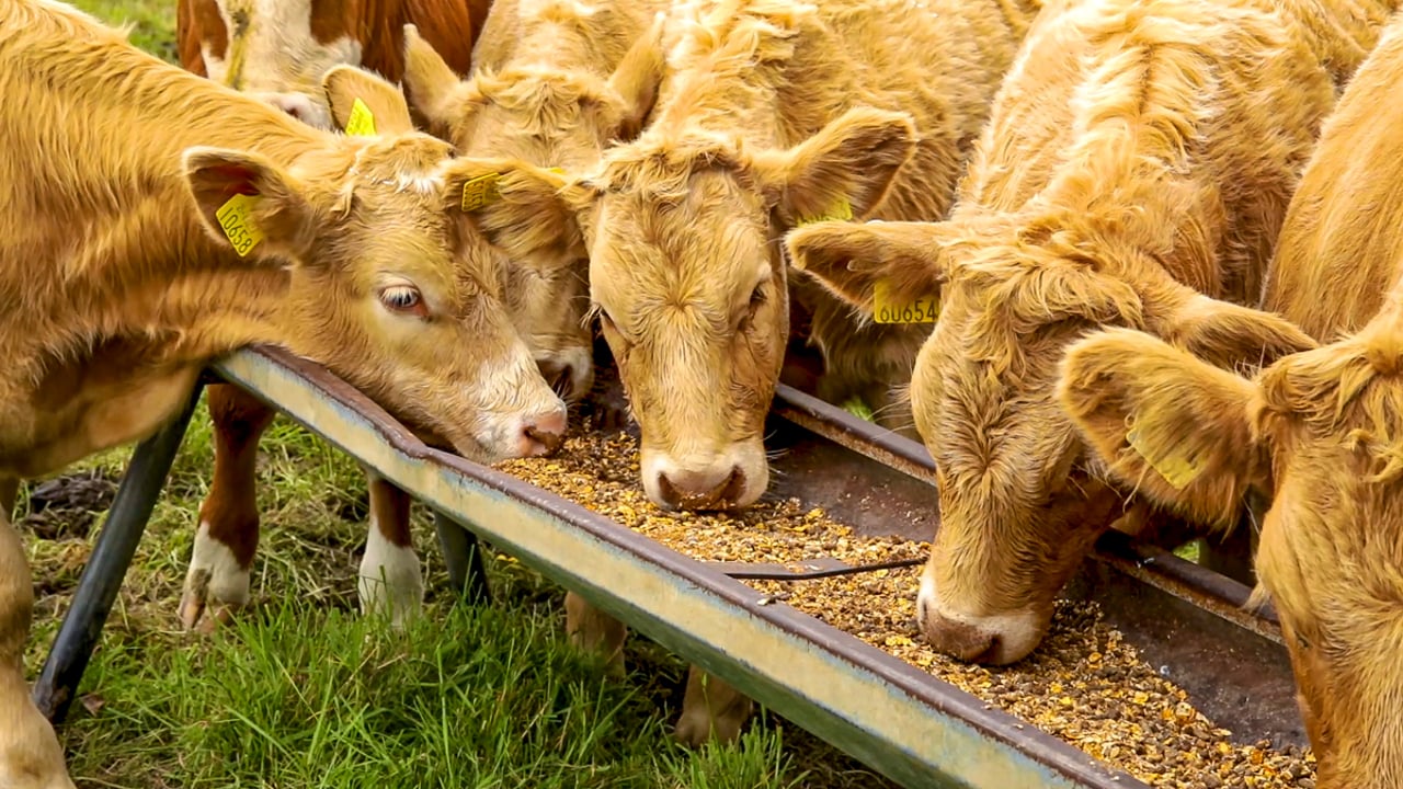 New farm veterinary resource to be launched at BVCA Congress
