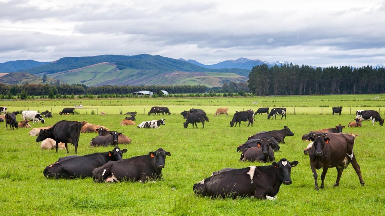 New Zealand delays requirement for farmers to report emissions