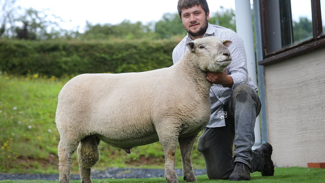Southdown ram sells for a breed record of £4,000