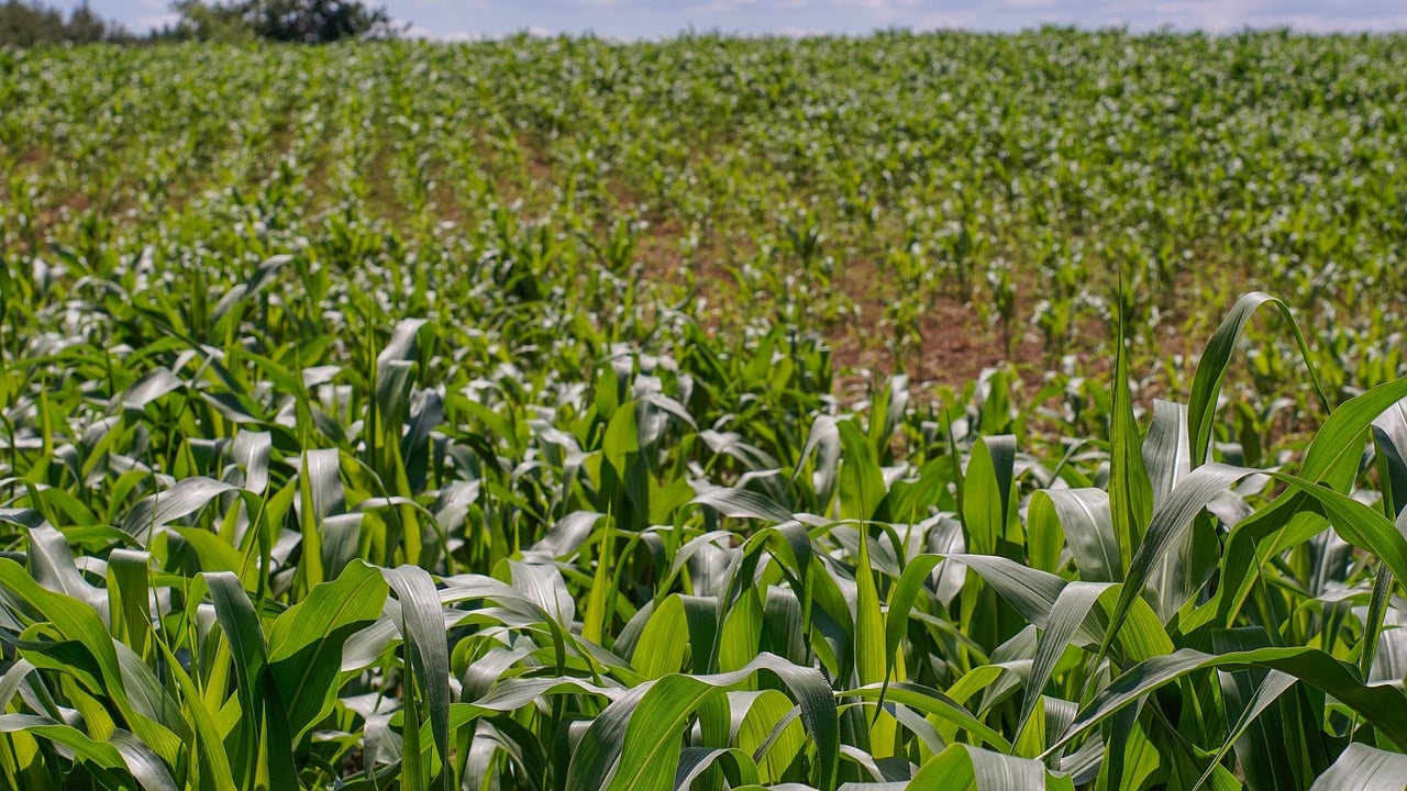 Orion FT welcomes £45/ha for farmers undertaking pest management