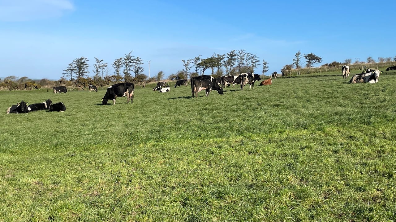 BVD map displays progress of eradication programmes