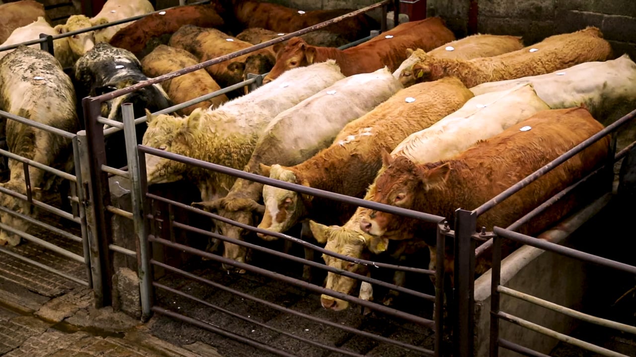 DAERA meets marts over NIFAIS concerns