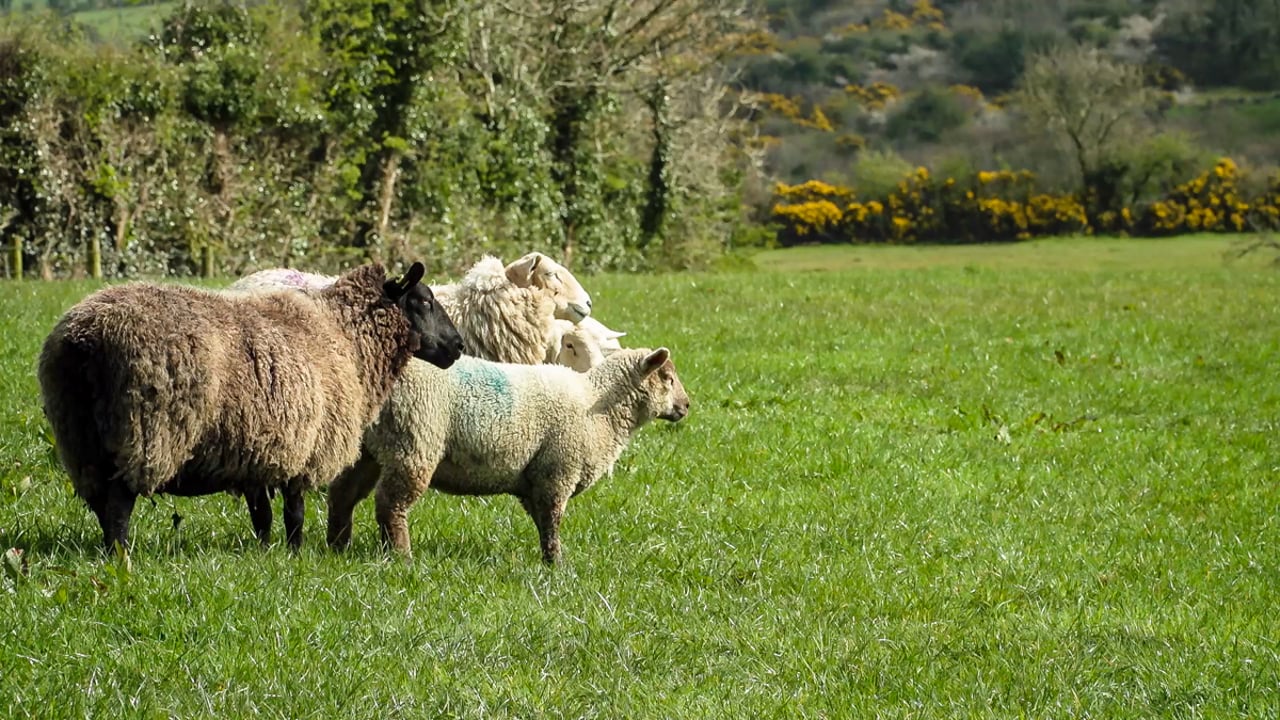 2 UK farmers finish in top 10 for title of World Shepherd of the Year