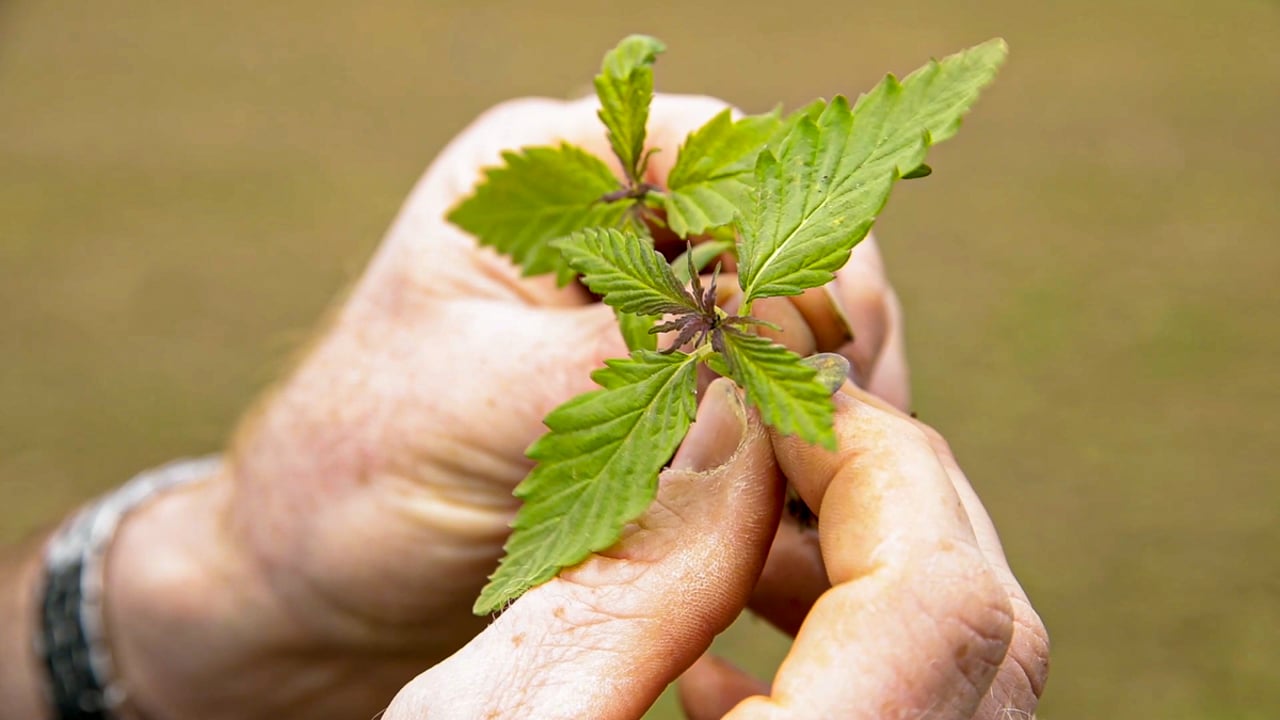 Call for hemp processing factory in island of Ireland