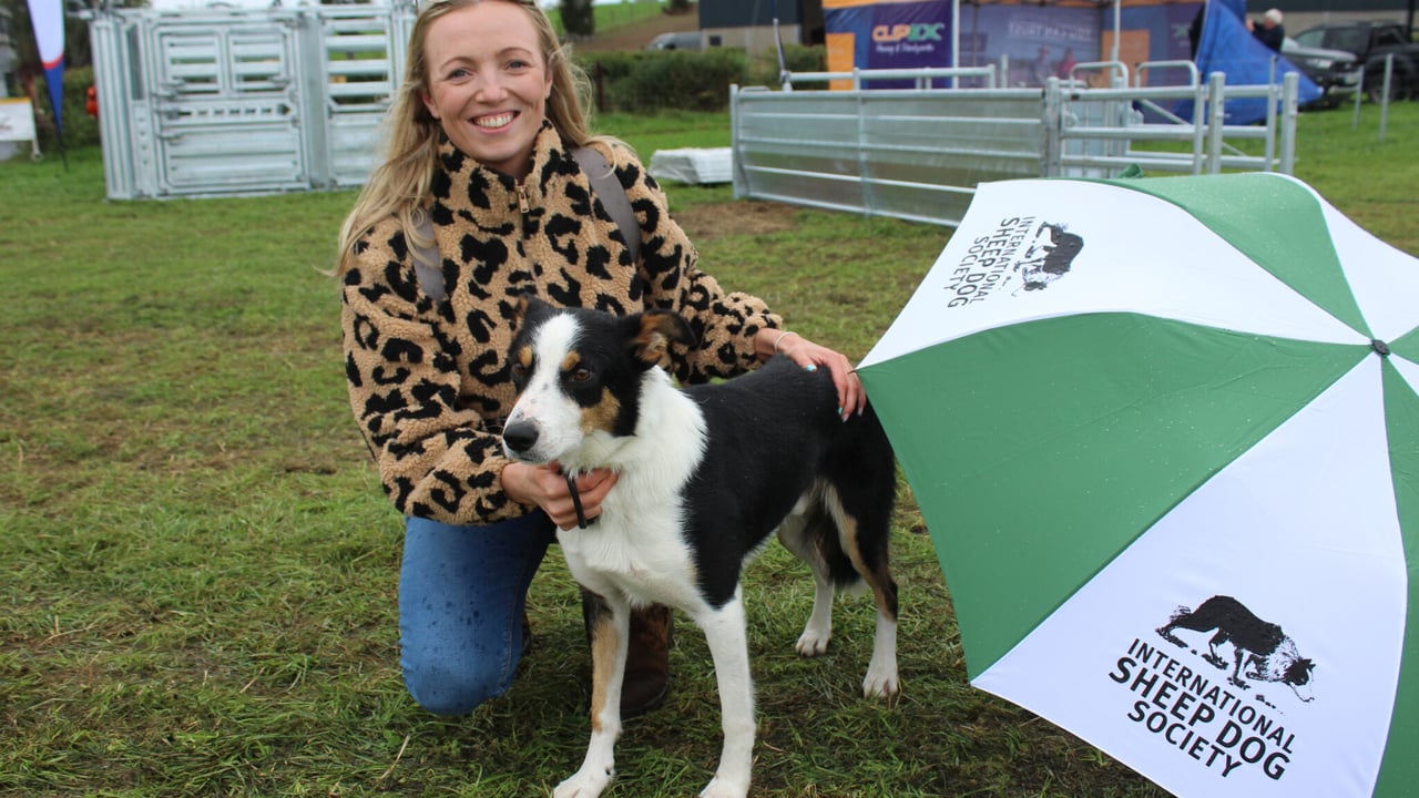 World Sheepdog Trials  underway in Down