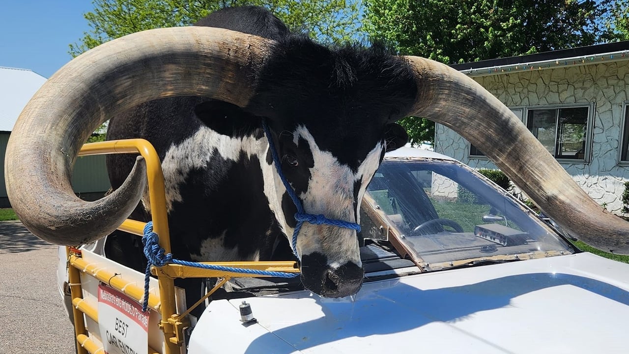 Man driving with bull in his car stopped by police