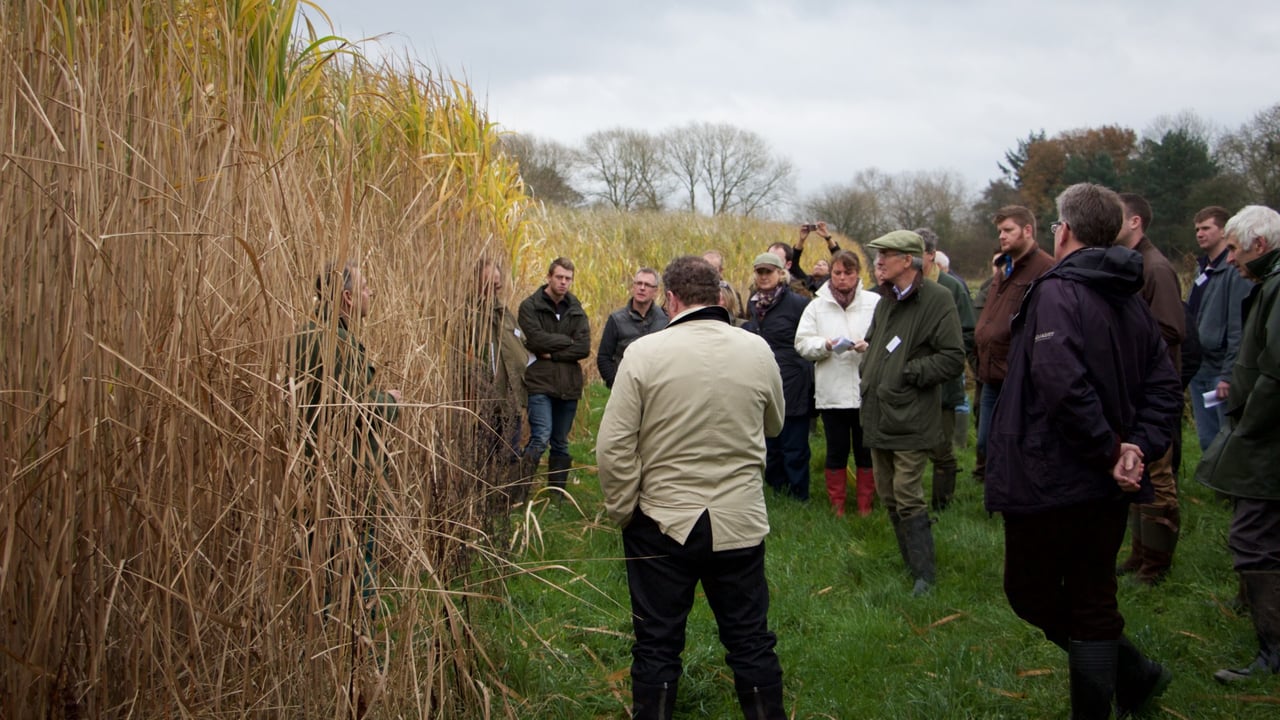 Yorkshire miscanthus farm walk to discuss SFI payments