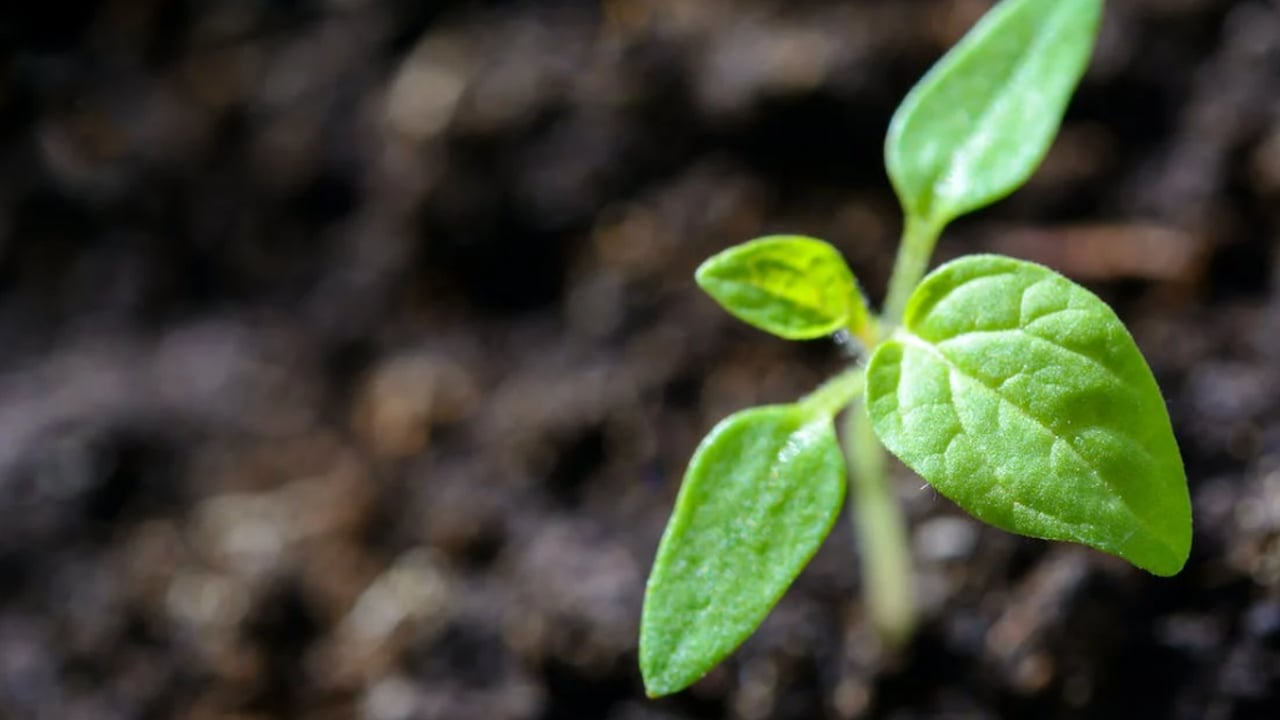 DAERA extends pilot Protein Crop Scheme until 2026