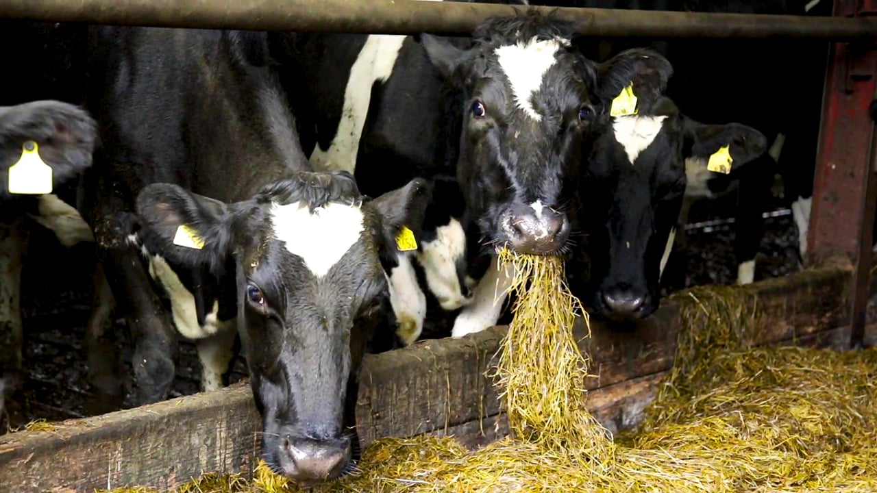 Dairy farmers urged to vaccinate youngstock against lungworm