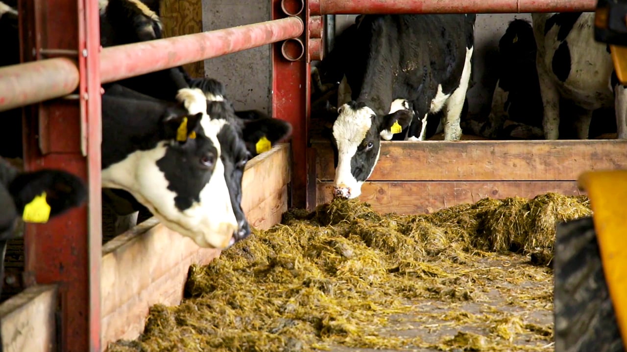 Somerset and NI dairy farmers make New Year Honours List