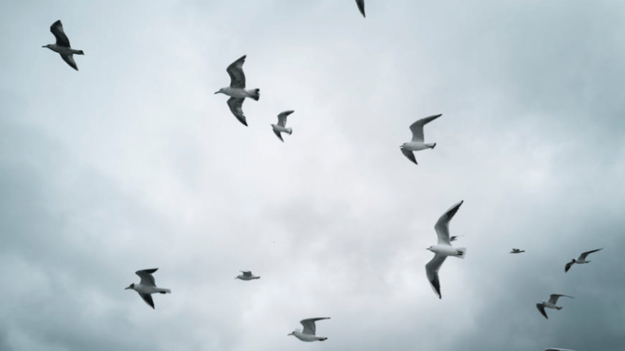 Study: Some wild birds develop immunity to avian flu