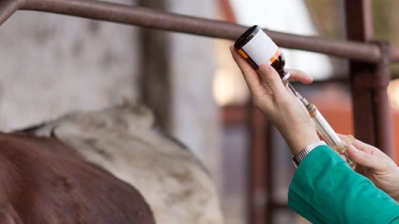 Veterinary Surgeons Act is ‘not fit for purpose’ – BVA president
