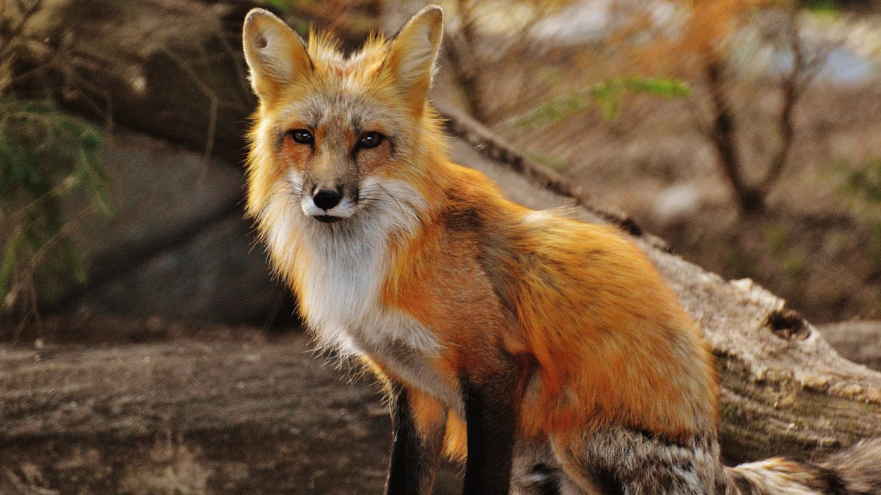 Scottish snare trap ban progresses past Stage 2