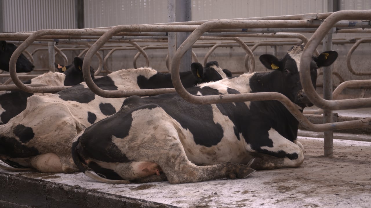 Dairy advice: Lime during housed period